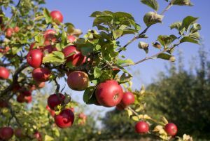 fruitbomen